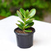 Crassula Ovata Jade Vastu Plant Kuber Plant
